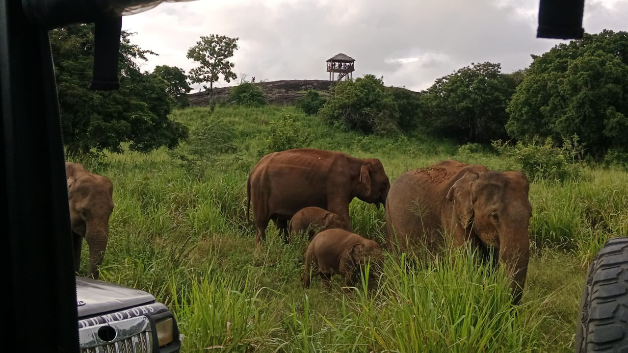 Polonnaruwa Heritage et Hurulu Eco Park Safari au départ de Pasikuda