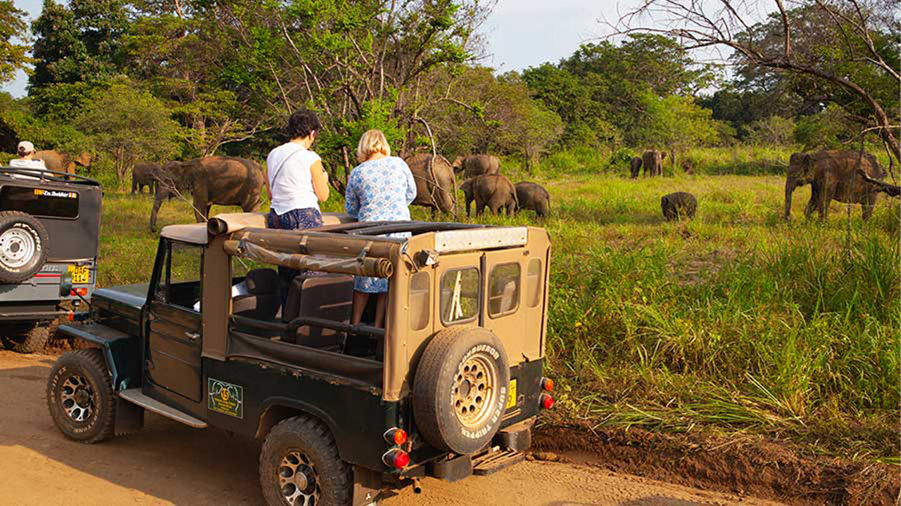 Polonnaruwa Heritage et Hurulu Eco Park Safari au départ de Pasikuda
