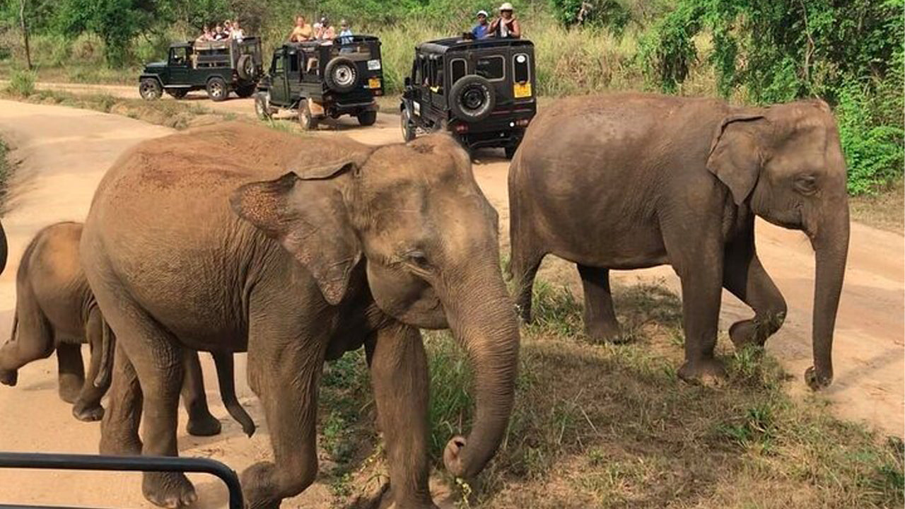 Polonnaruwa Heritage et Hurulu Eco Park Safari au départ de Pasikuda