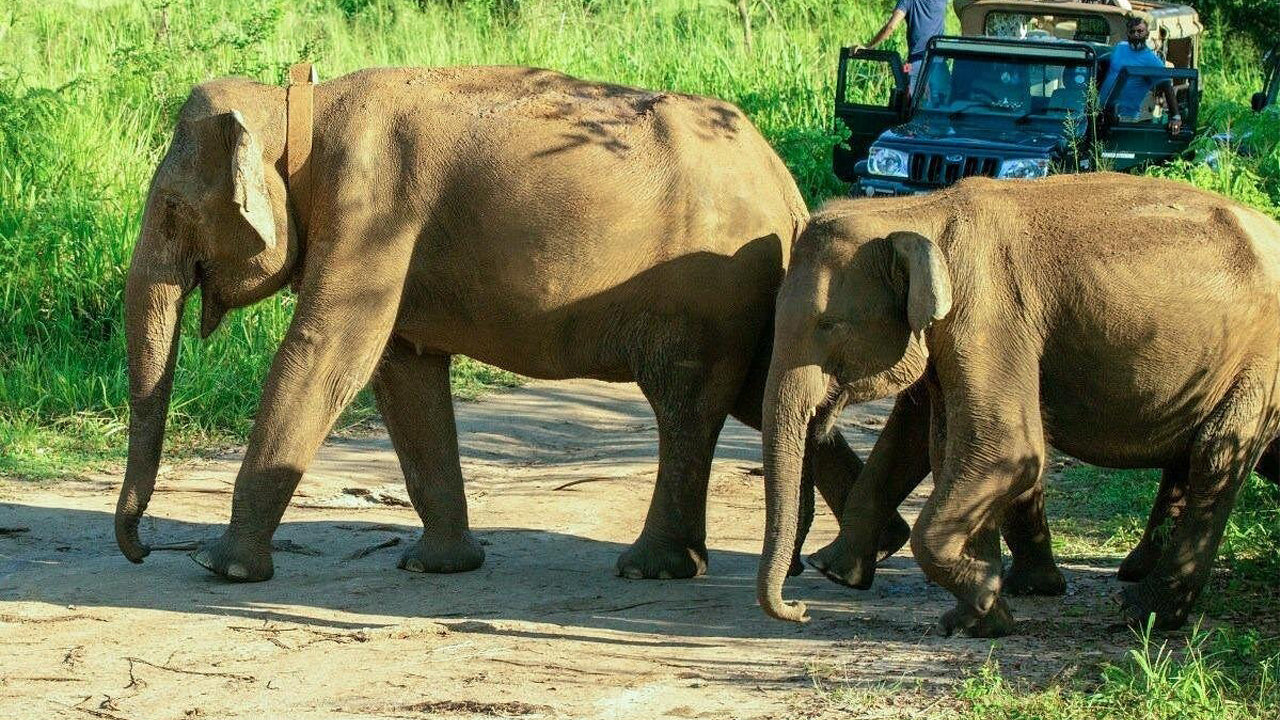 Polonnaruwa Heritage et Hurulu Eco Park Safari au départ de Pasikuda