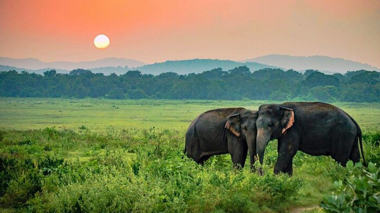 Safari dans le parc national d'Udawalawe depuis Ahangama