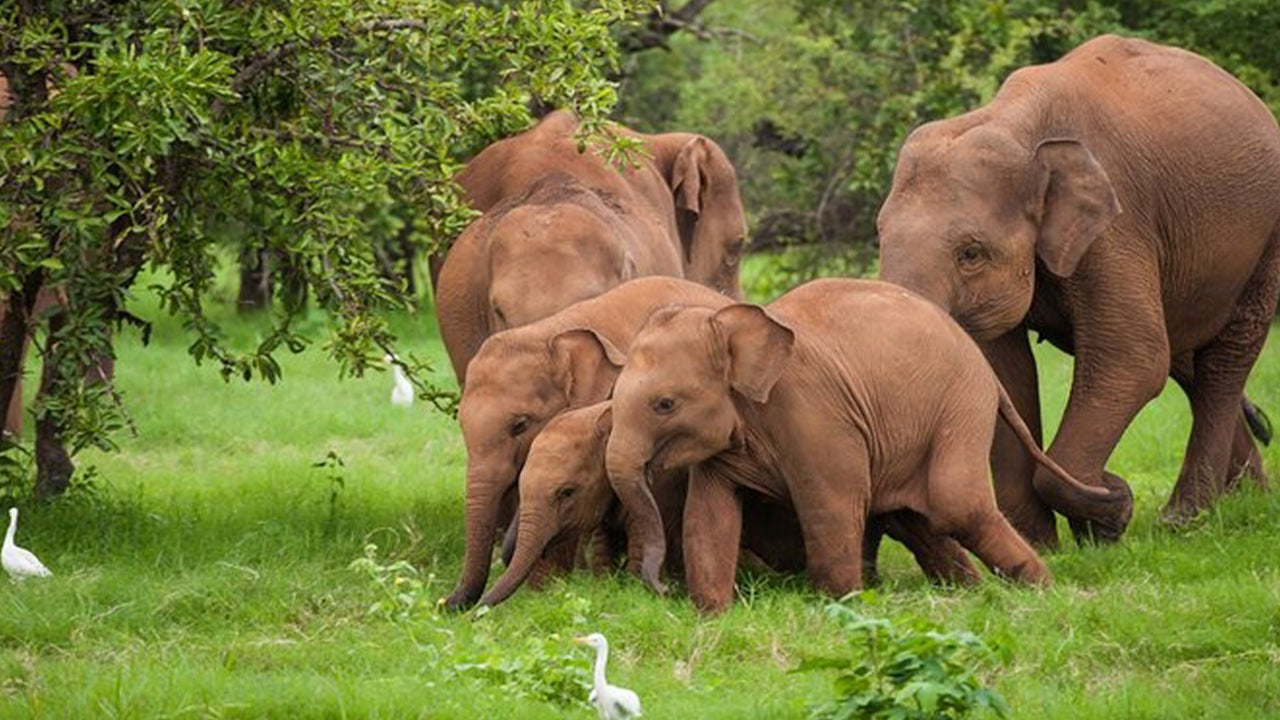 Safari dans le parc national d'Udawalawe depuis Ahangama