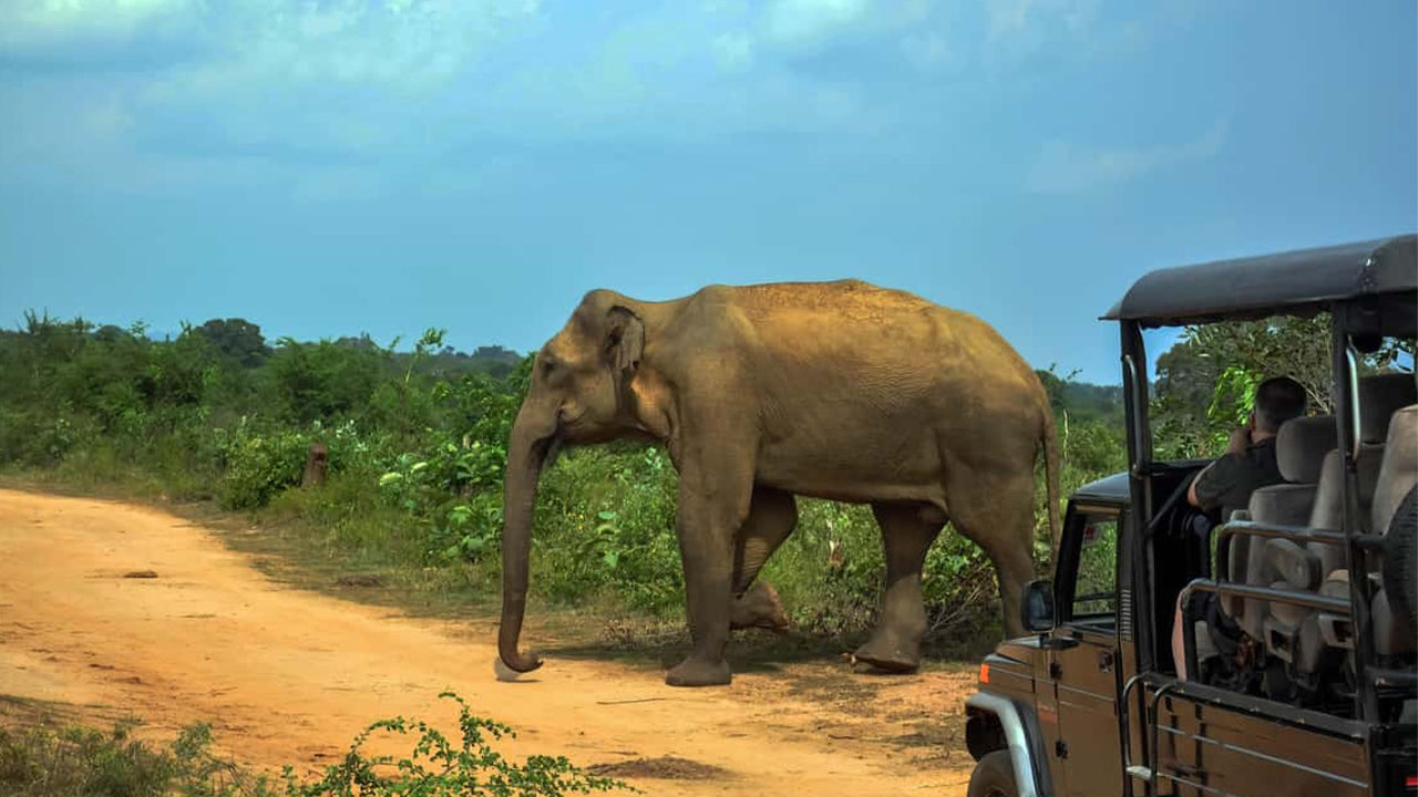 Safari dans le parc national d'Udawalawe depuis Ahangama
