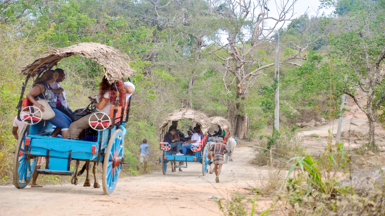 Safari sur les rochers de Sigiriya et les éléphants sauvages au départ de Dambulla
