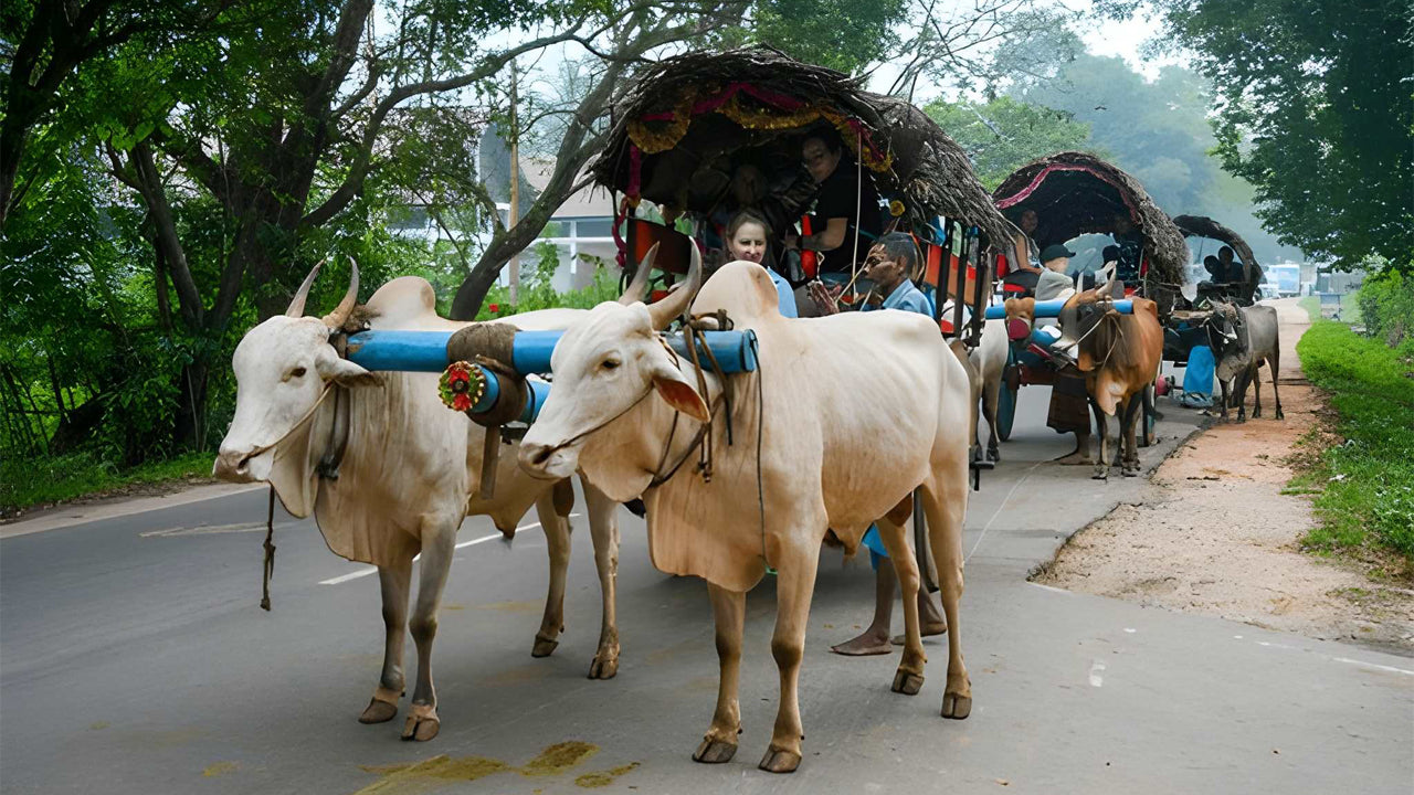 Visite du village de Sigiriya au départ de Habarana