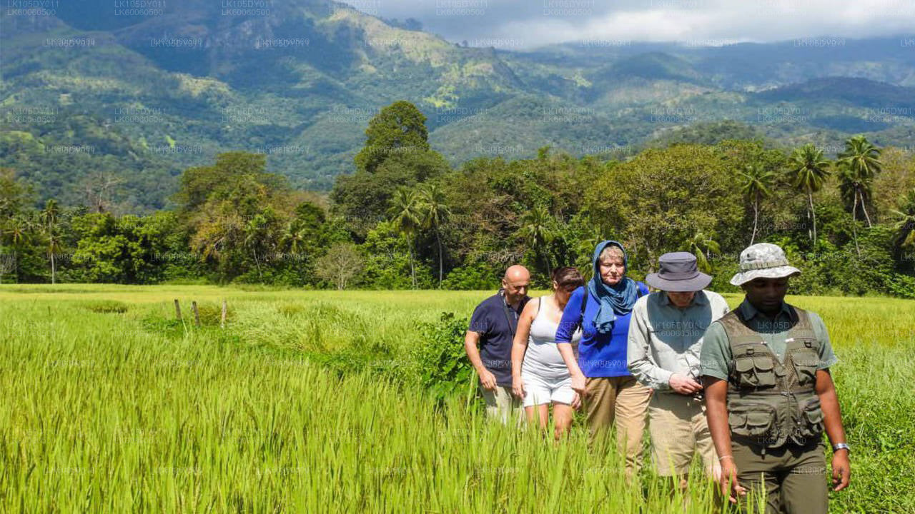 Visite du village d'Hiriwadunna au départ de Habarana
