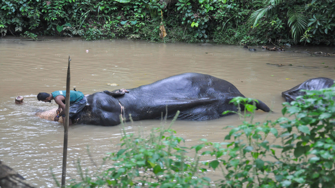 Visite de la Millennium Elephant Foundation depuis Kitulgala