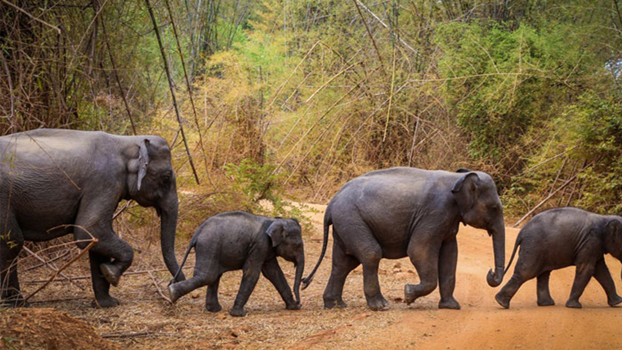 Safari dans le parc national de Wasgamuwa au départ de Kandy