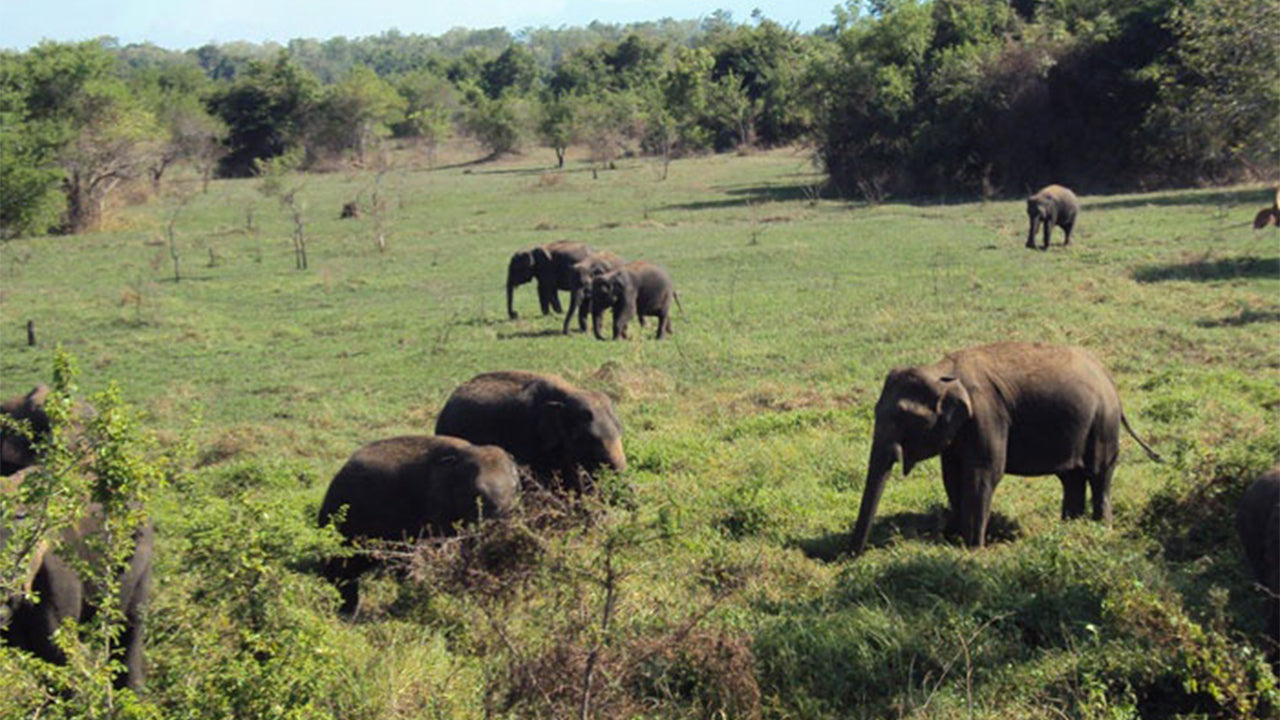 Safari dans le parc national de Wasgamuwa au départ de Kandy