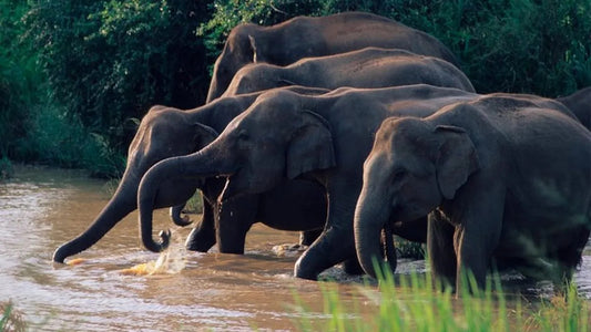 Safari dans le parc national de Wasgamuwa au départ de Kandy