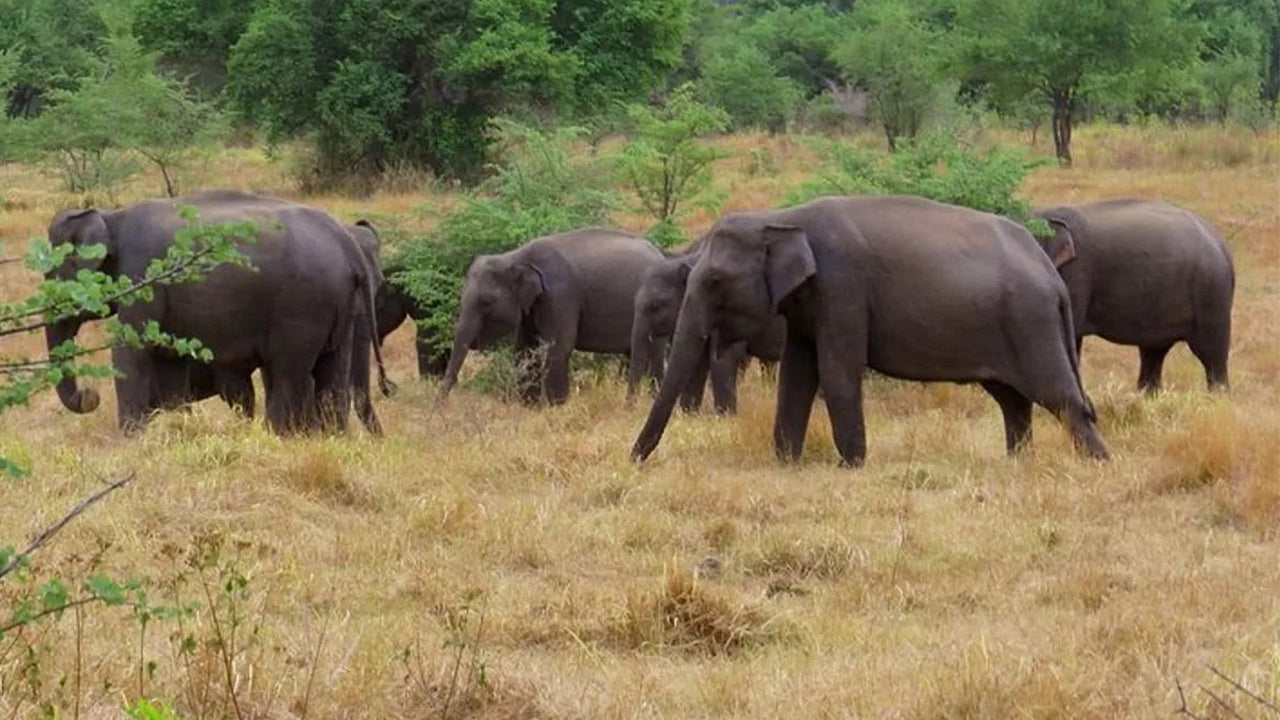 Safari dans le parc national de Wasgamuwa au départ de Kandy