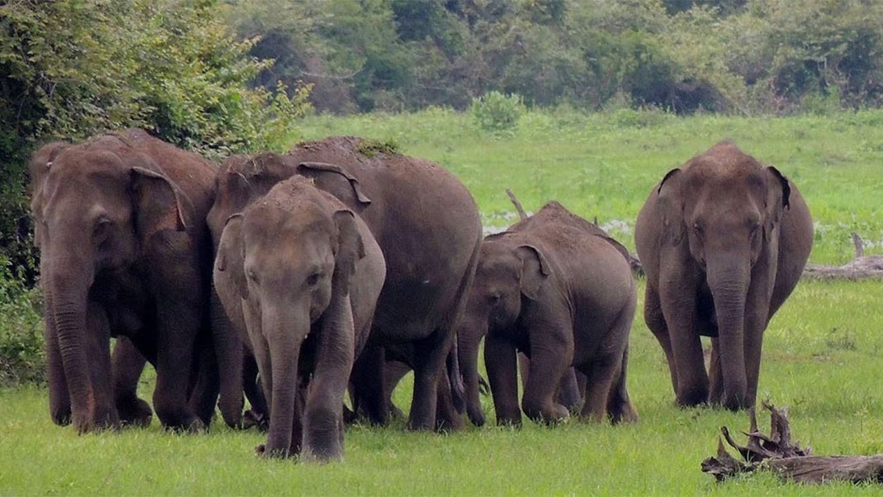 Safari dans le parc national de Wasgamuwa au départ de Kandy