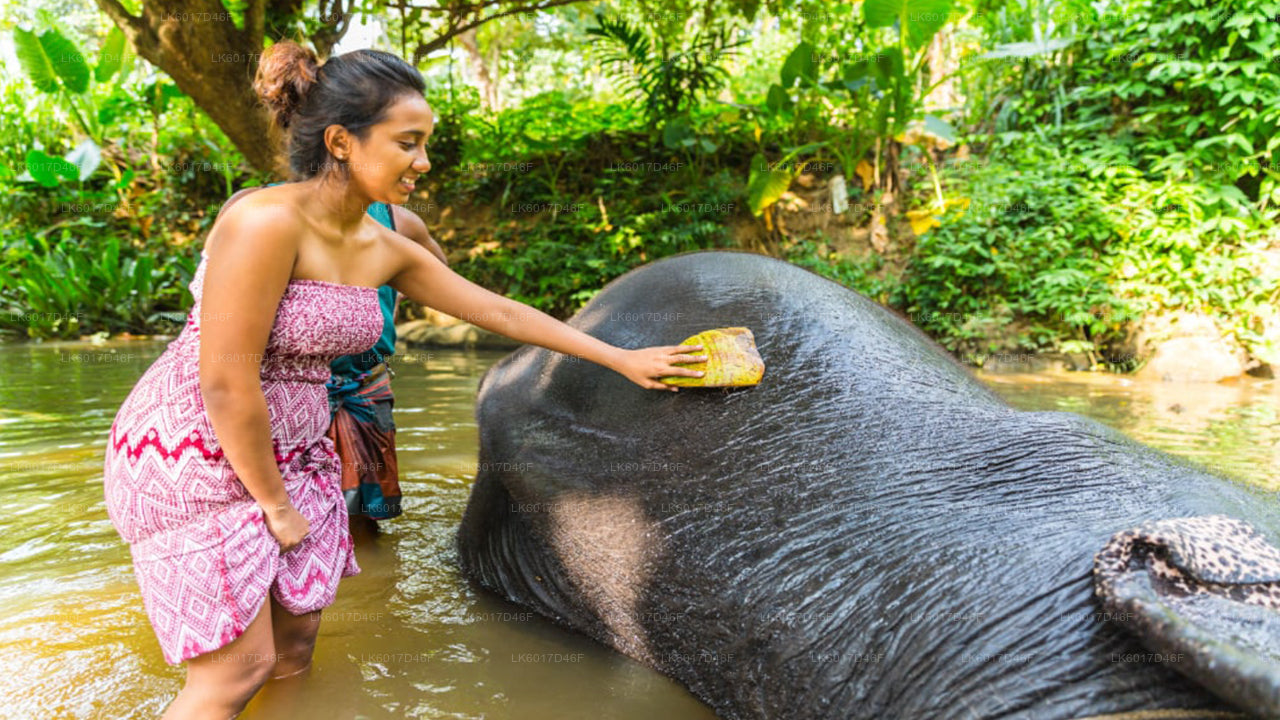 Millennium Elephant Foundation from kalutara