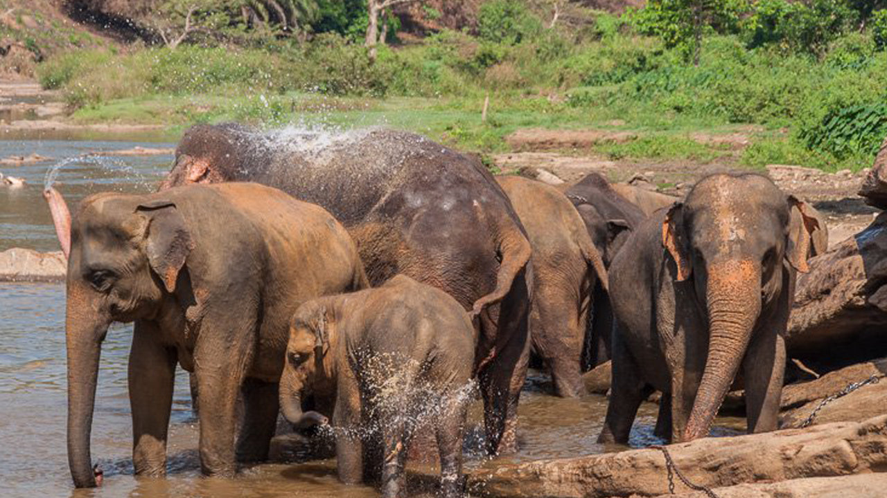 Safari au rocher de Sigiriya et à dos d'éléphant sauvage au départ de Sigiriya