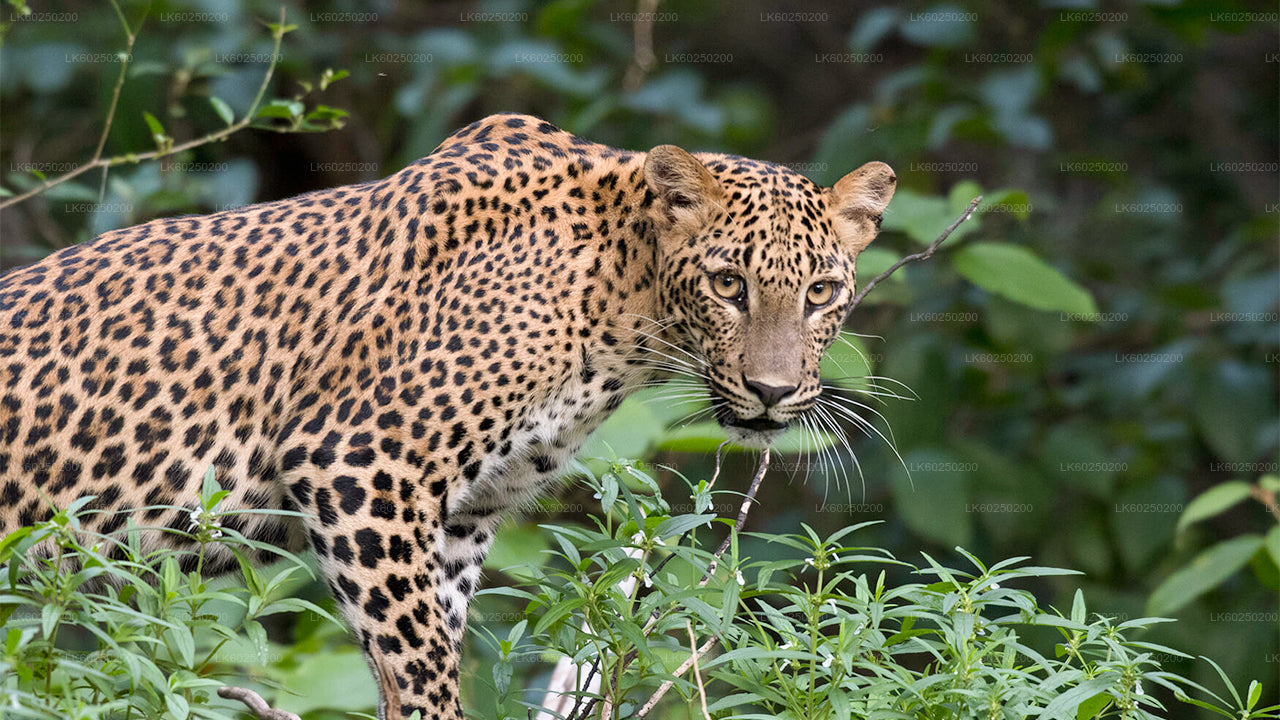 Safari au parc national de Yala depuis Unawatuna