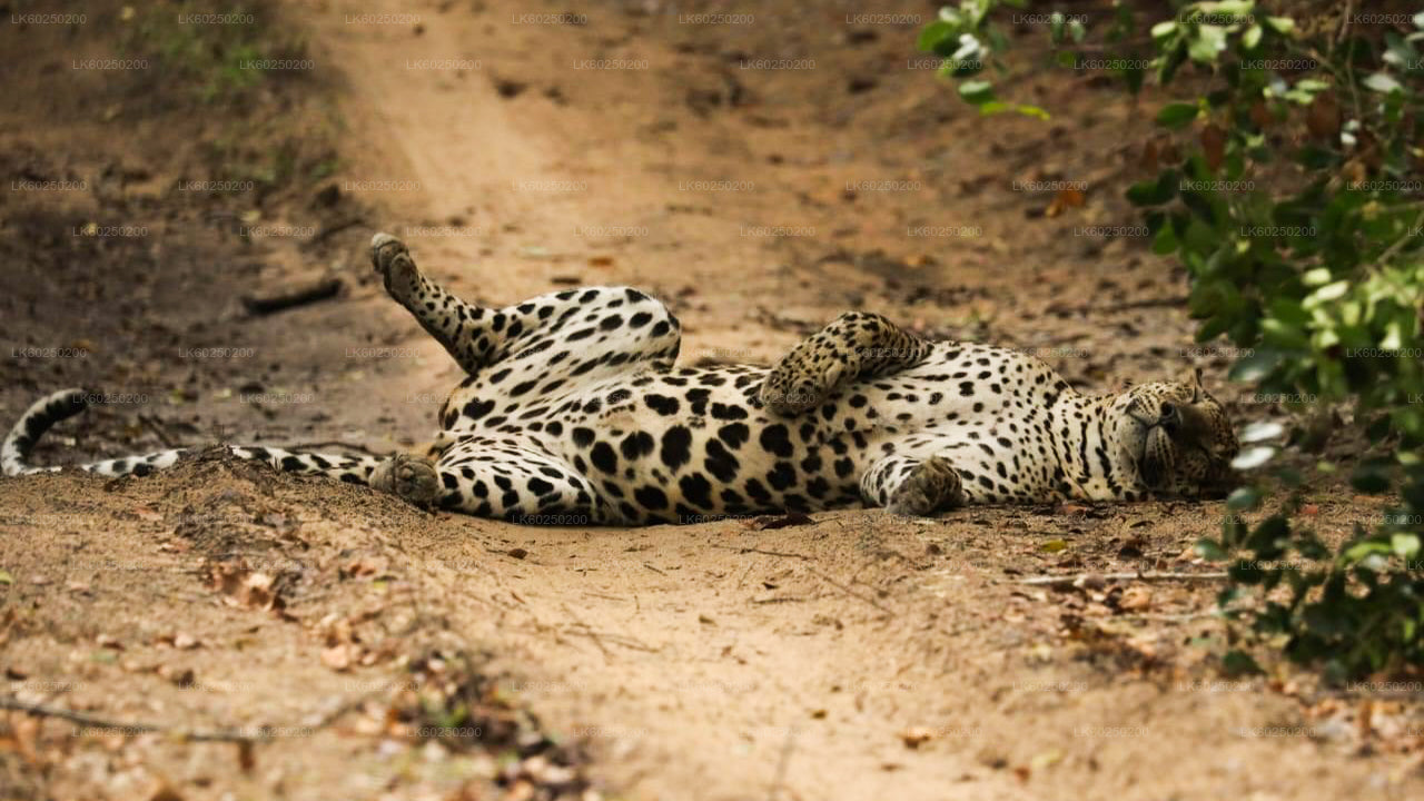 Safari au parc national de Yala depuis Unawatuna