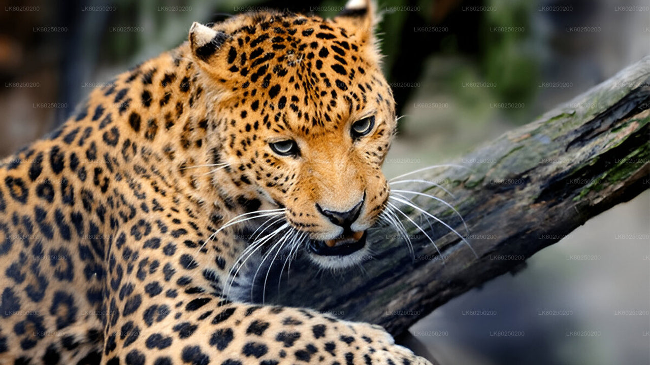 Safari au parc national de Yala depuis Unawatuna