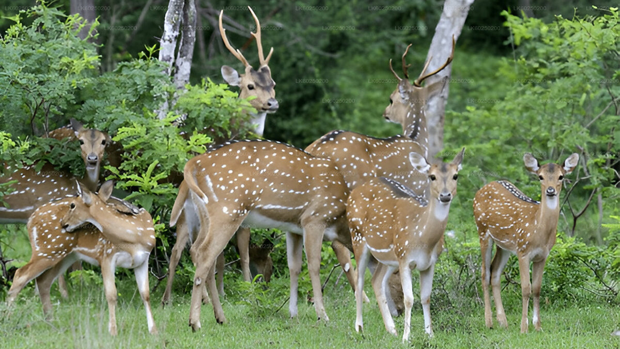 Safari au parc national de Yala depuis Unawatuna