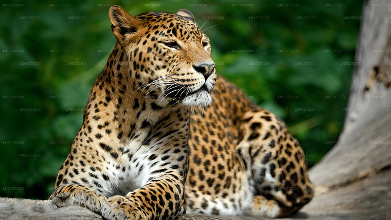 Safari au parc national de Yala depuis Unawatuna