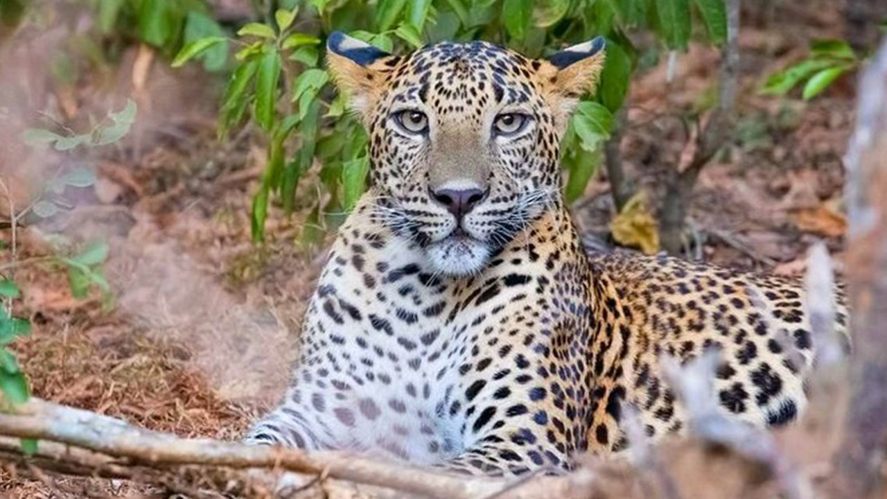 Safari dans le parc national de Yala au départ de Weligama