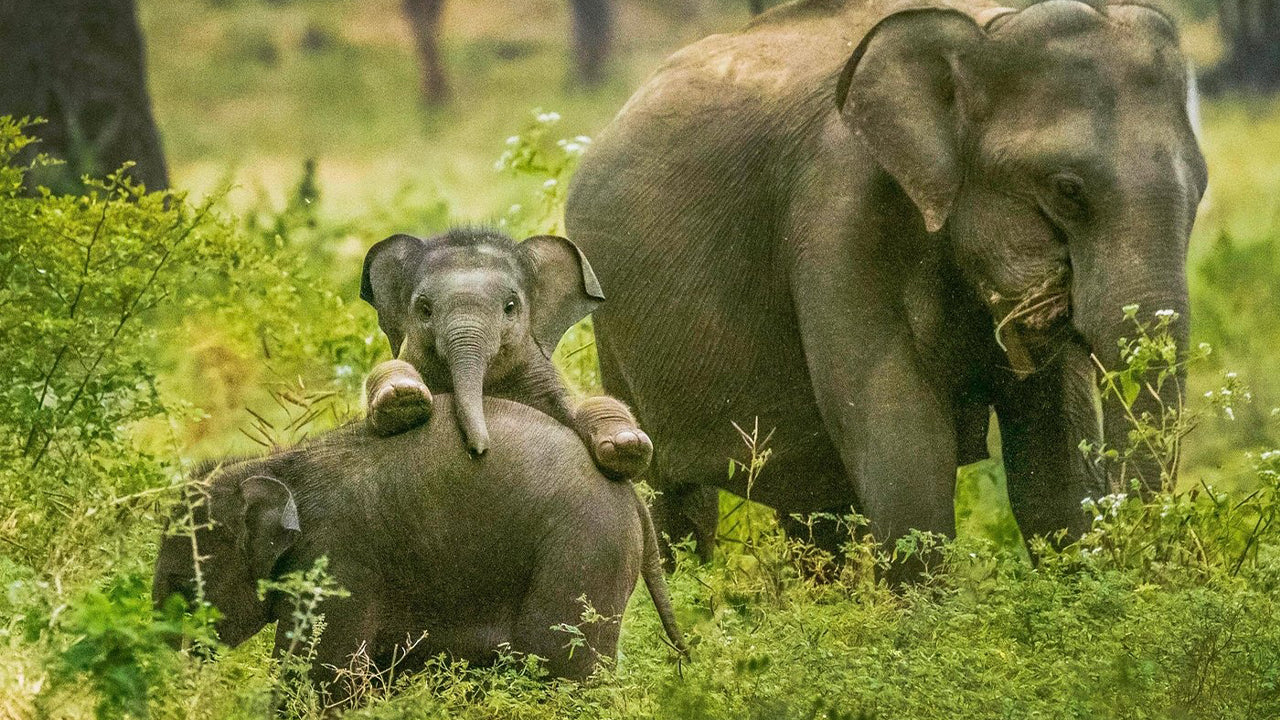Safari dans le parc national de Yala au départ de Weligama