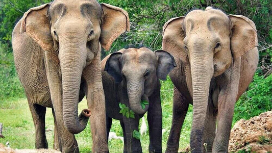 Safari dans le parc national de Yala au départ de Weligama