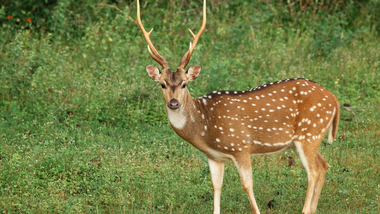 Safari dans le parc national de Yala au départ de Weligama