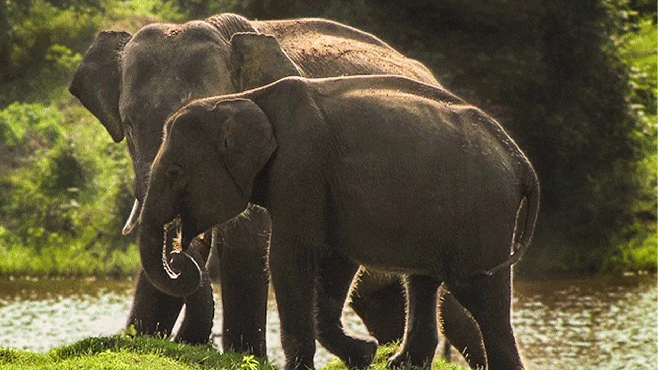 Safari dans le parc national de Yala au départ de Weligama