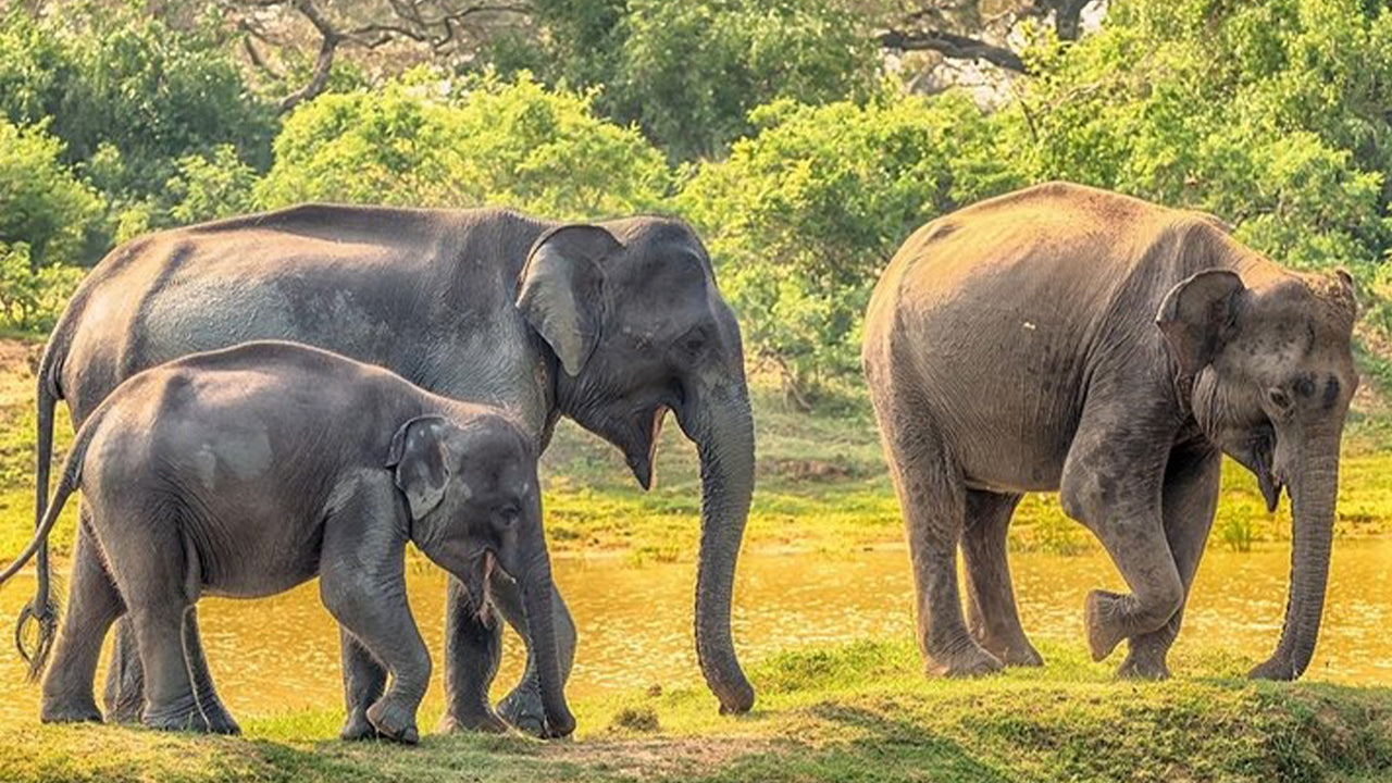 Safari dans le parc national de Yala au départ de Weligama