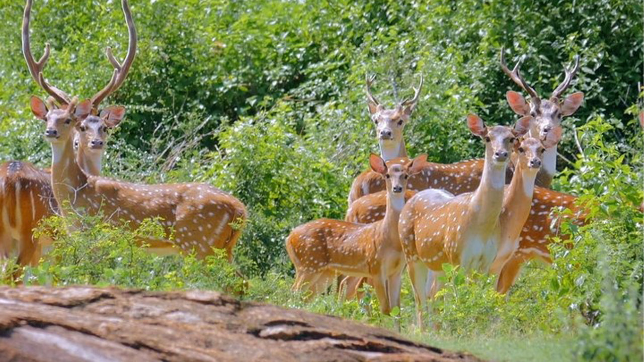 Safari dans le parc national de Yala au départ de Weligama