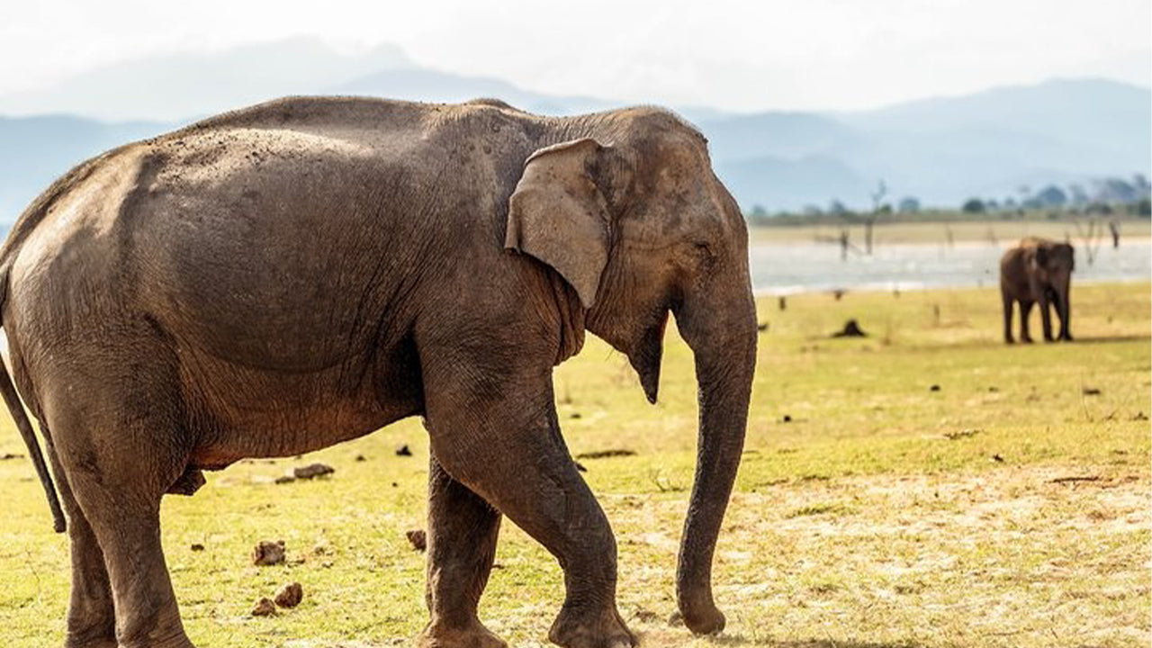 Safari dans le parc national d'Udawalawe au départ de Mirissa