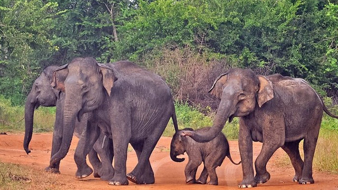 Safari dans le parc national d'Udawalawe au départ de Mirissa