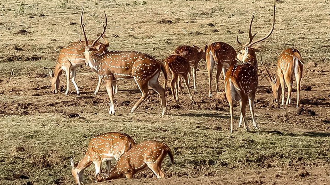 Safari dans le parc national d'Udawalawe au départ de Mirissa