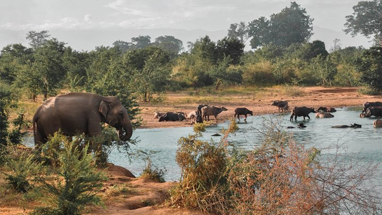 Safari dans le parc national d'Udawalawe au départ de Mirissa