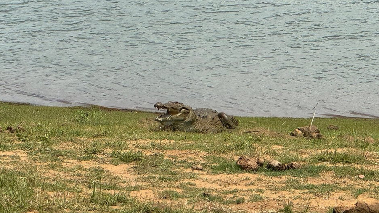 Safari dans le parc national d'Udawalawe au départ de Mirissa