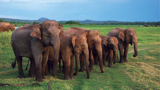 Safari dans le parc national d'Udawalawe au départ de Mirissa