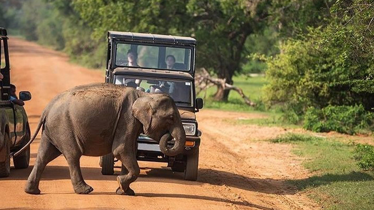 Safari dans le parc national d'Udawalawe au départ de Mirissa