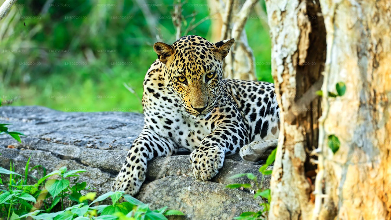 Safari au parc national de Yala au départ de Mirissa