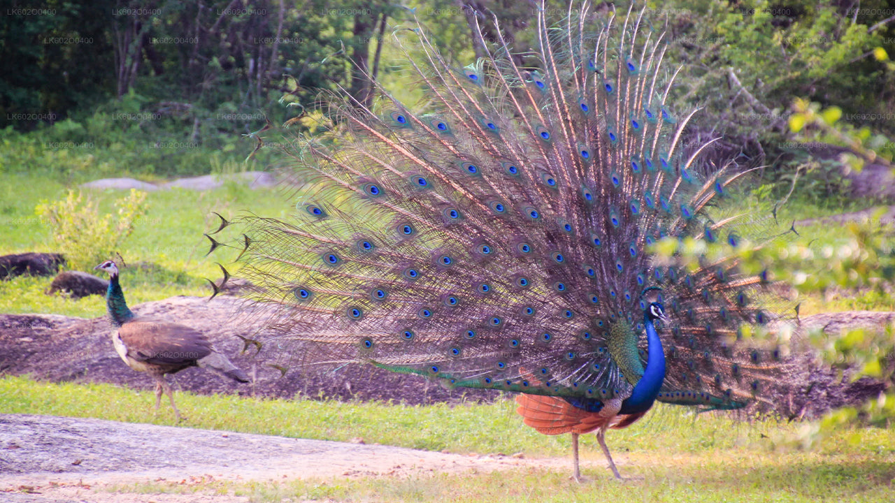 Safari au parc national de Yala au départ de Mirissa