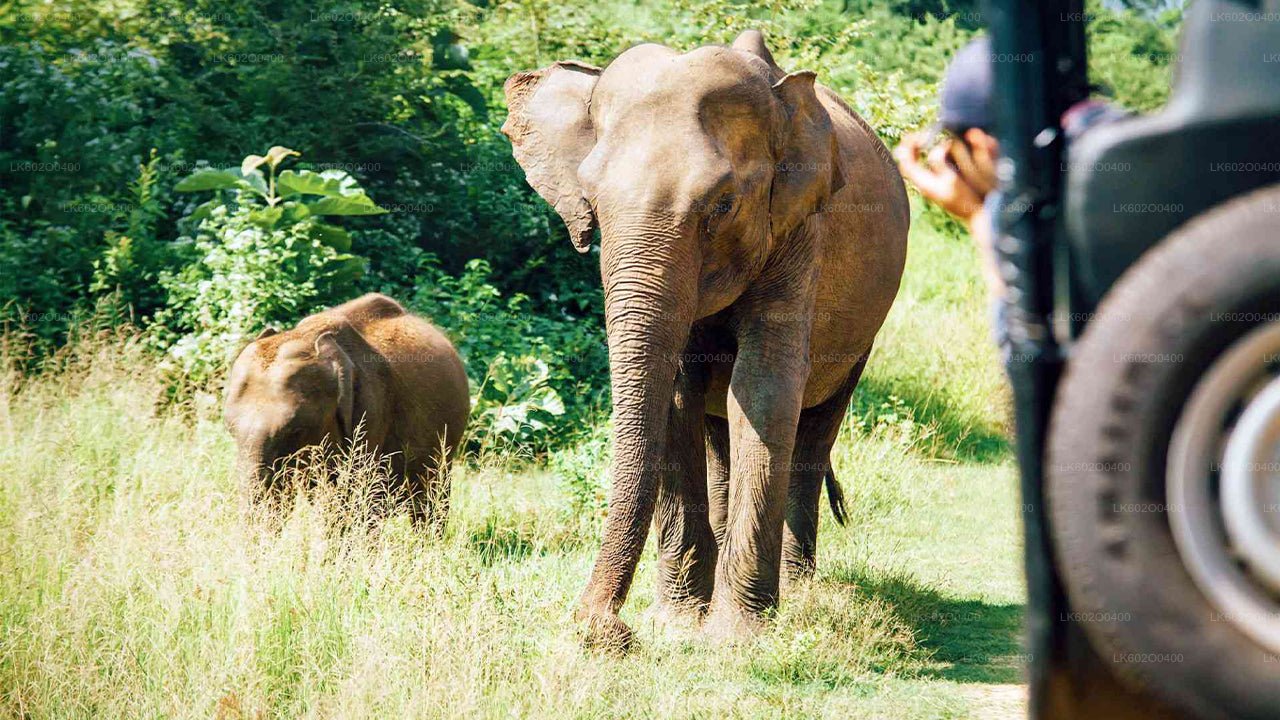 Safari au parc national de Yala au départ de Mirissa