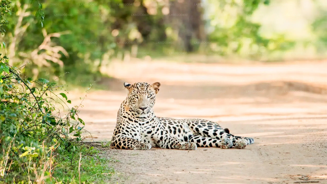 Safari au parc national de Yala au départ de Mirissa