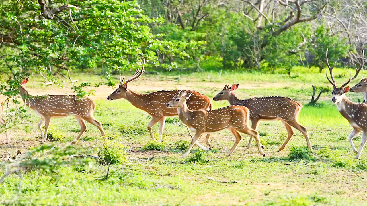 Safari au parc national de Yala au départ de Mirissa