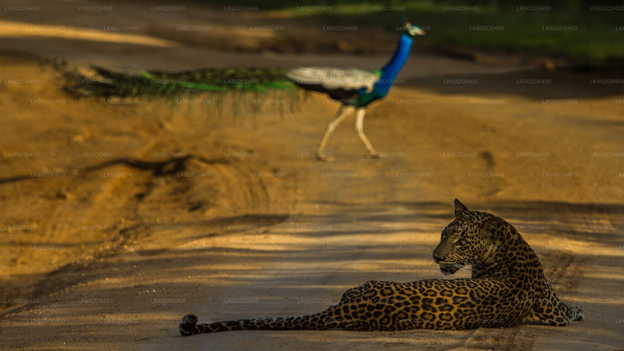 Safari au parc national de Yala au départ de Mirissa