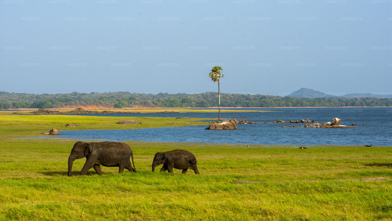 Safari dans le parc national de Minneriya depuis Habarana
