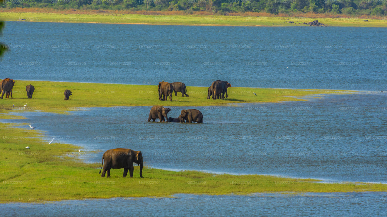 Safari dans le parc national de Minneriya depuis Habarana