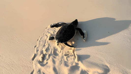 Relâcher un bébé tortue de Bentota