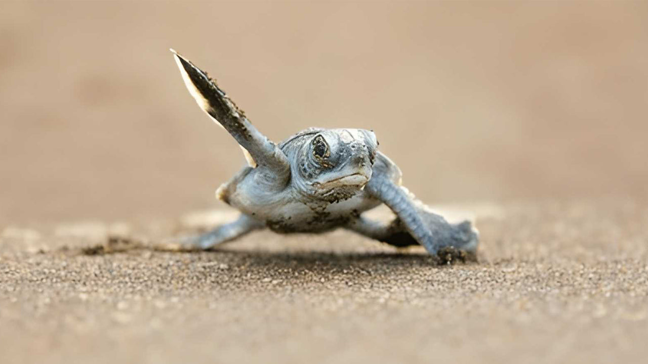 Découvrez les incontournables de la côte sud et profitez d'un safari fluvial au départ d'Ahungalla.