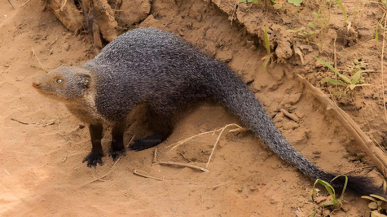 Small mammal with a long tail on a dirt ground