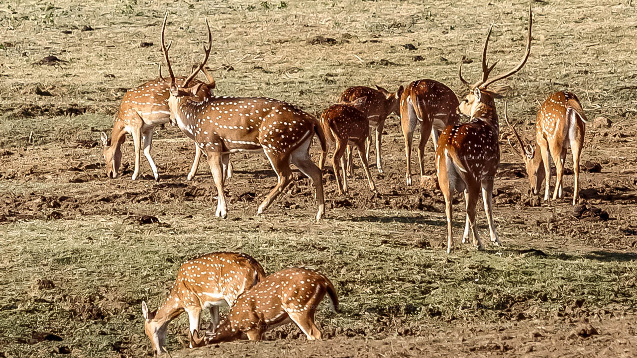 Visite privée de Mirissa à Ella avec Udawalawe Safari
