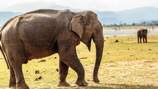 Visite privée de Mirissa à Ella avec Udawalawe Safari